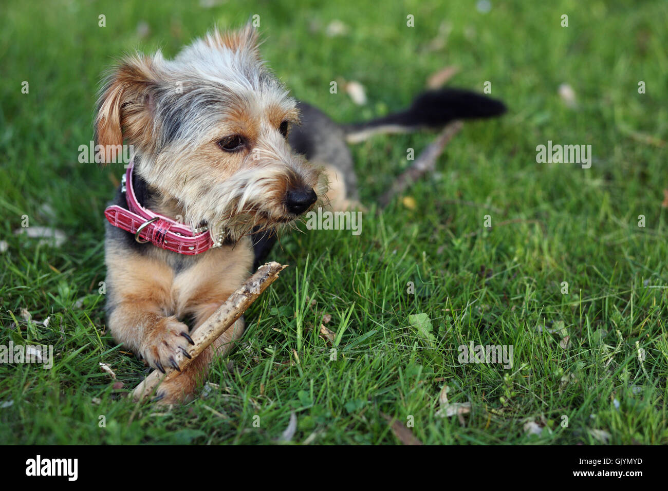 talsmand bibliotek forsvar yorkshire terrier mix Stock Photo - Alamy