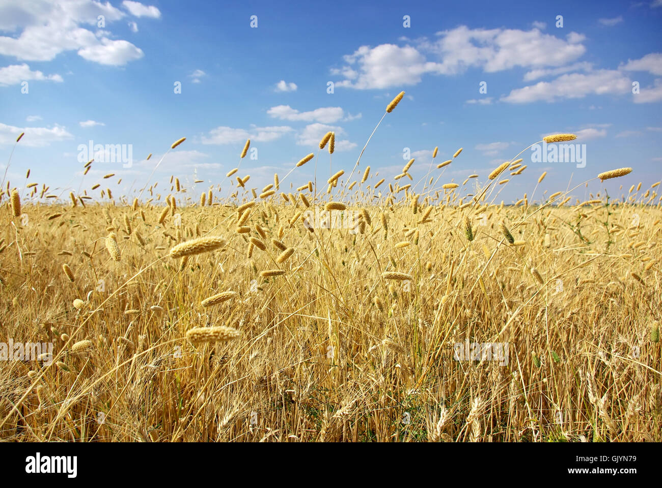 agriculture farming field Stock Photo - Alamy