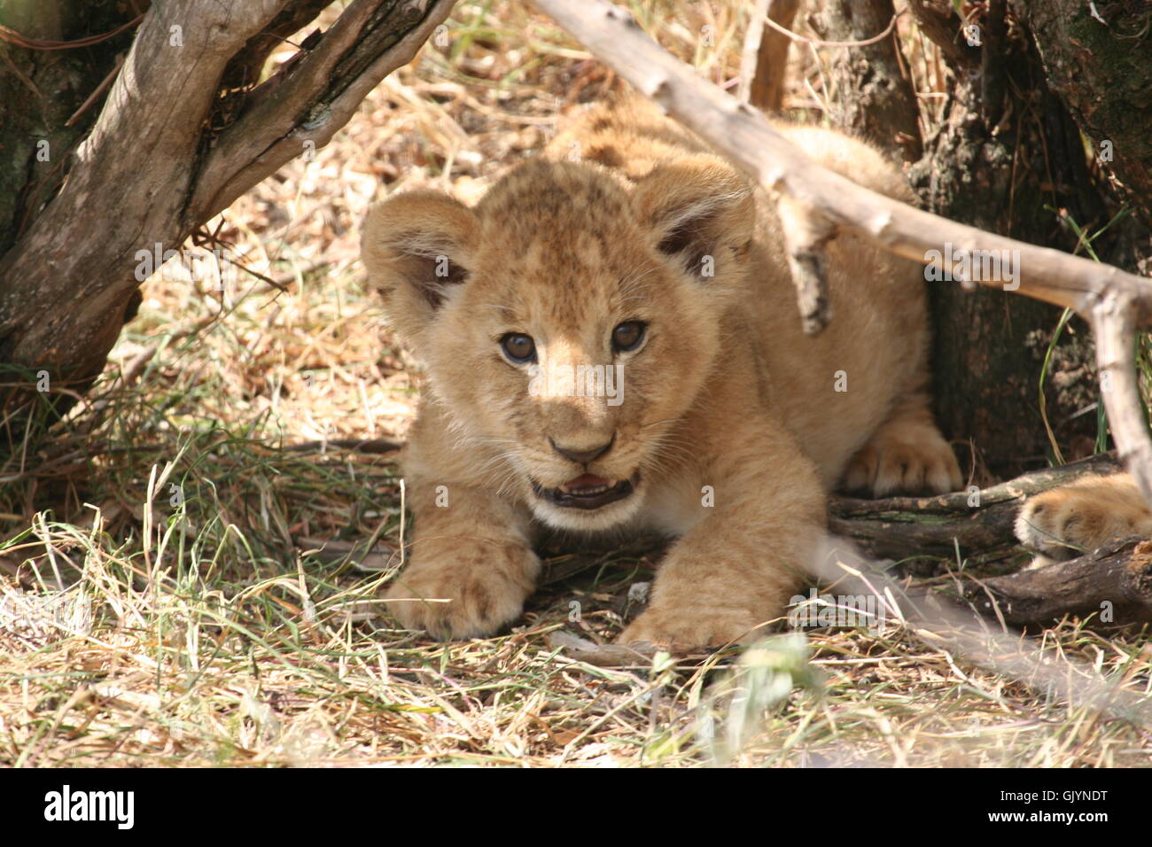 africa lion cat Stock Photo