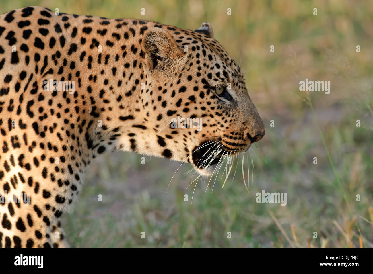 africa safari wildcat Stock Photo