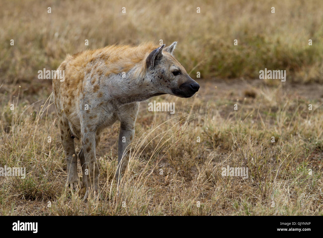 africa wildlife hyaena Stock Photo