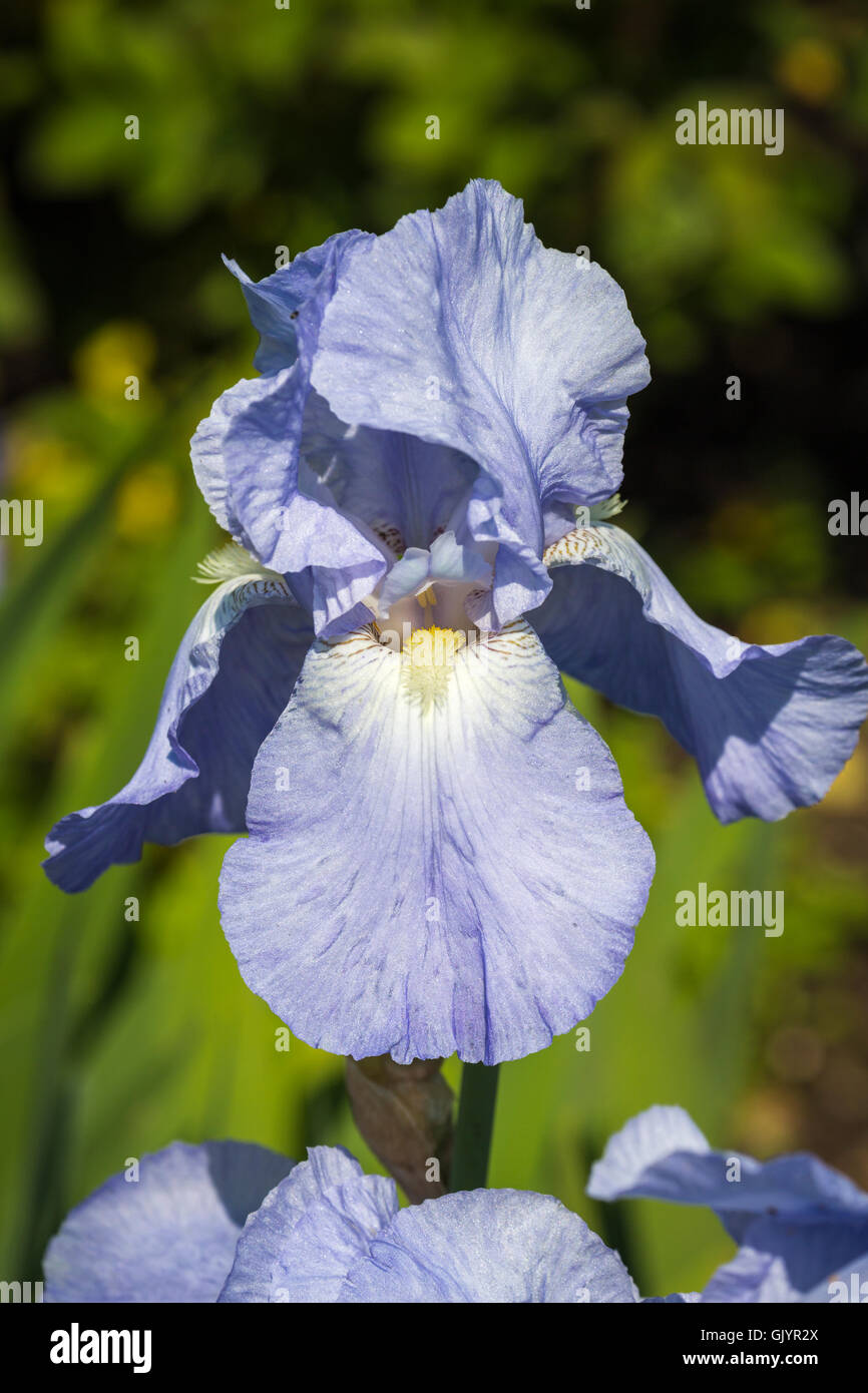 Pretty pale blue iris &lsquo;Jane Phillips&rsquo; flowering in summer Stock Photo