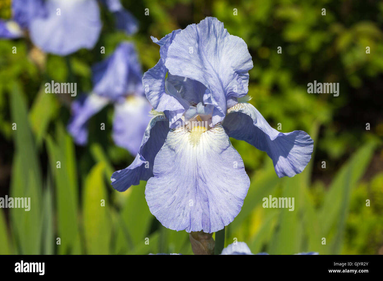 Pretty pale blue iris 'Jane Phillips' flowering in summer Stock Photo