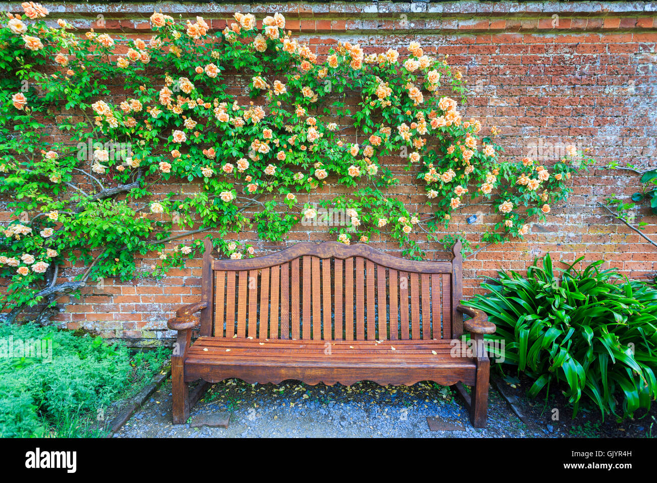 Apricot-yellow climbing rose 'Crepuscule' growing against a brick wall over a wooden garden bench in summer Stock Photo