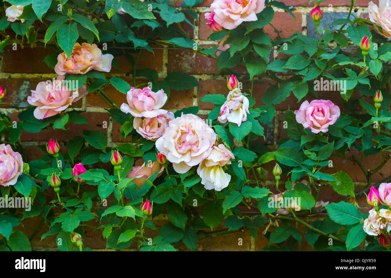Hybrid Tea pink semi-double climbing rose 'Lady Waterlow' flowering in summer growing against a brick wall Stock Photo