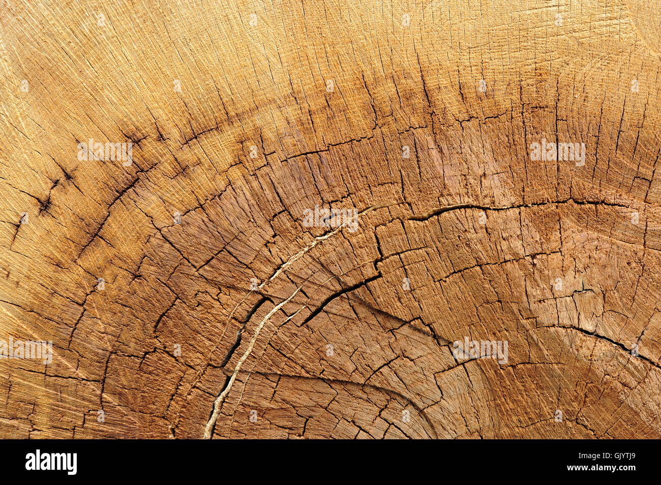 oak wood Stock Photo