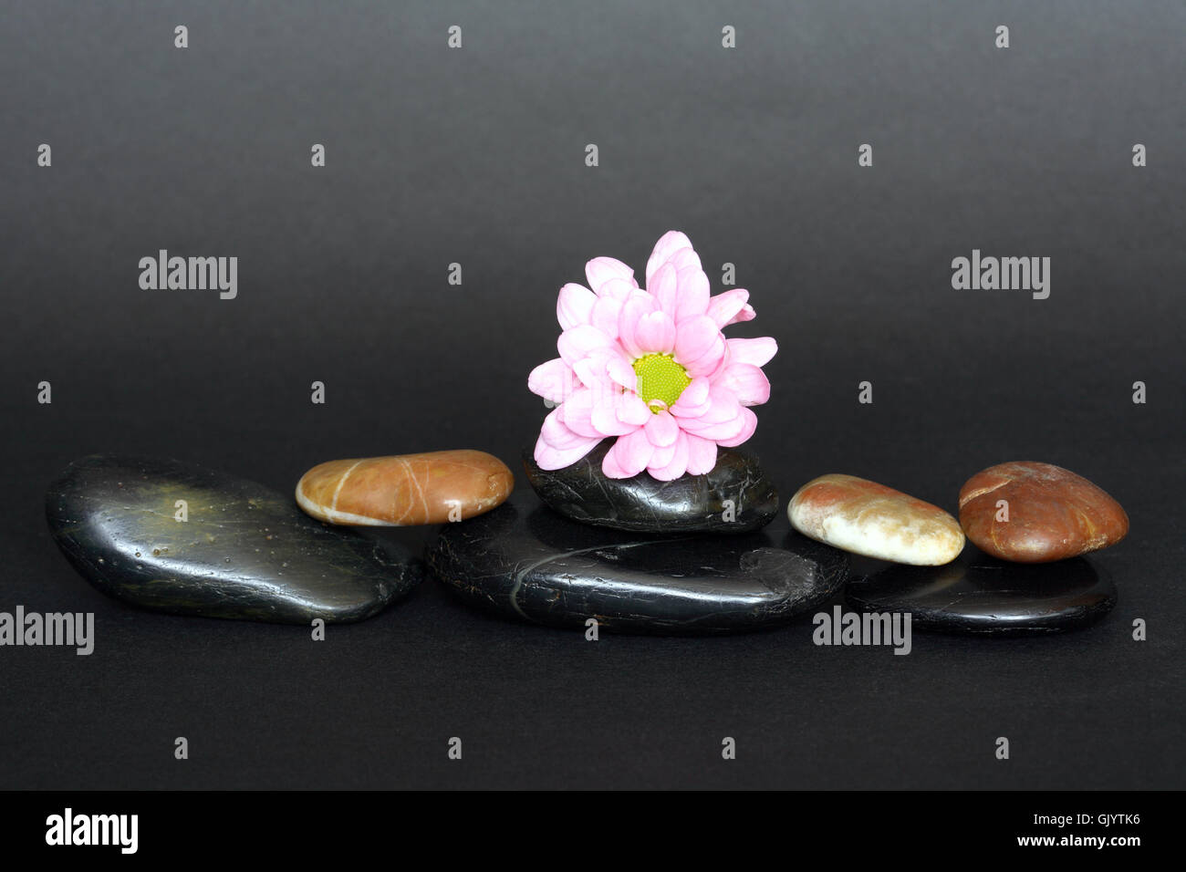 Flower On Stones Stock Photo