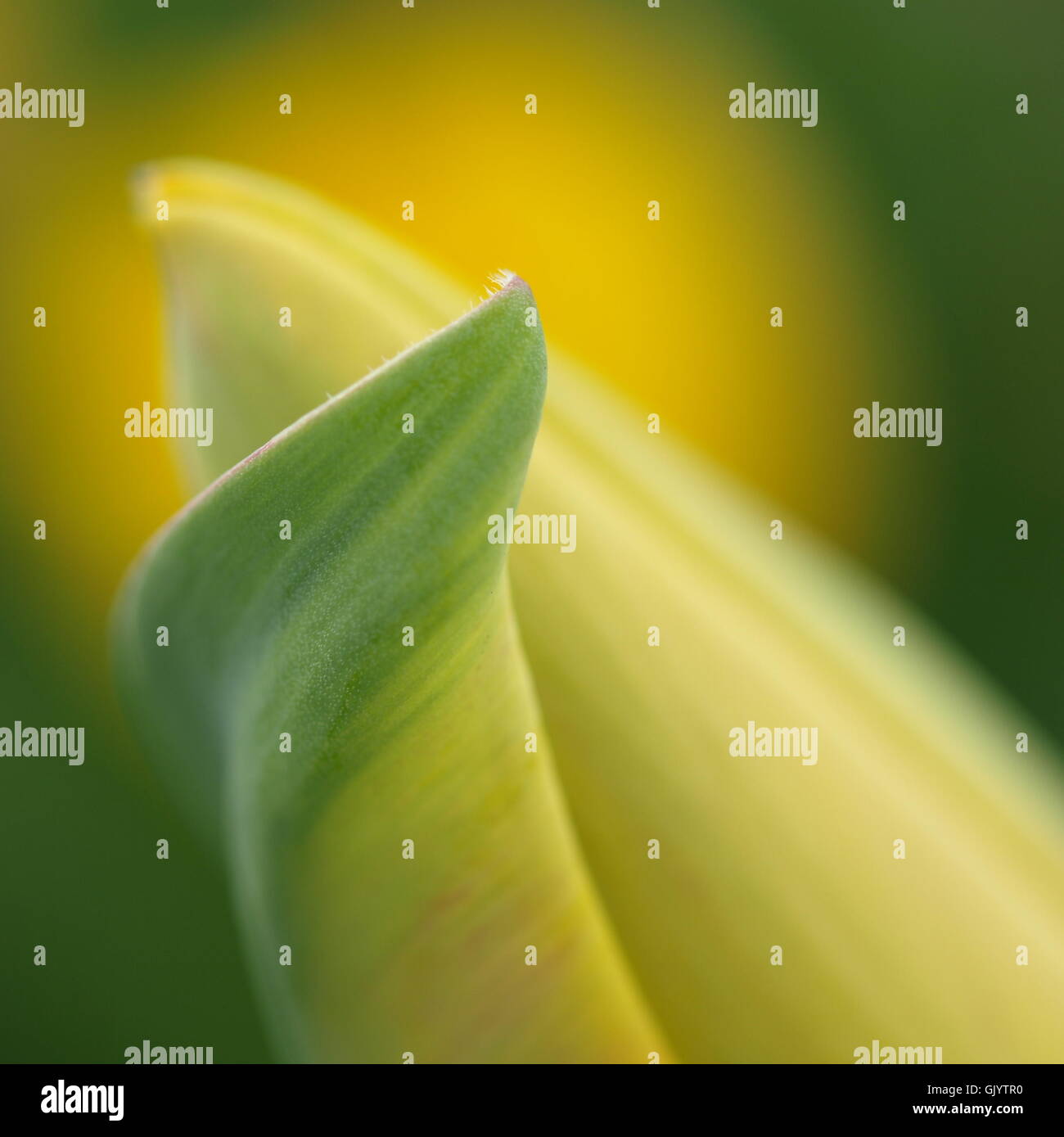 in the bud Stock Photo Alamy