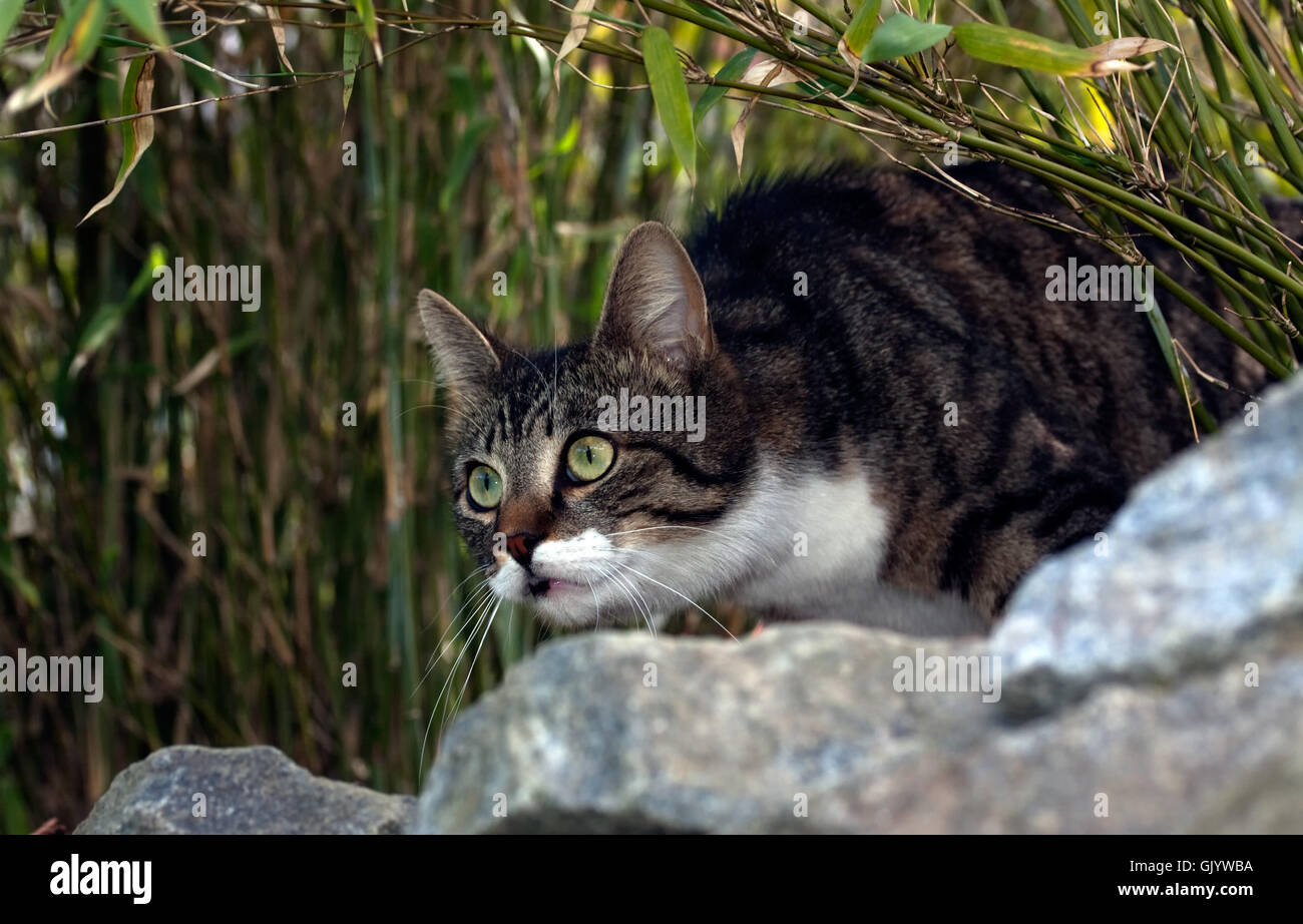 Hidden big cat hi-res stock photography and images - Alamy
