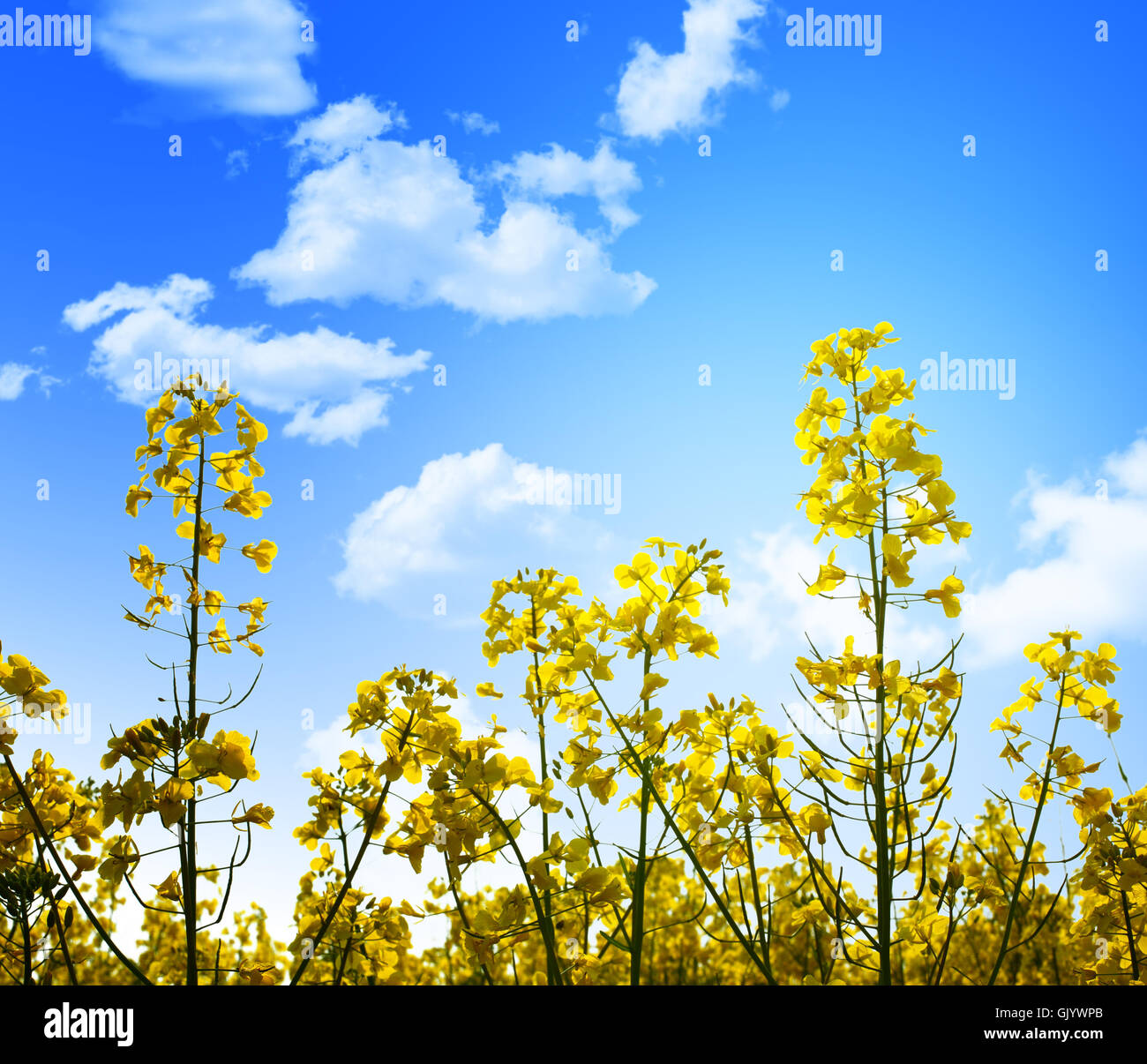 Field of luminous yellow flowers hi-res stock photography and images ...