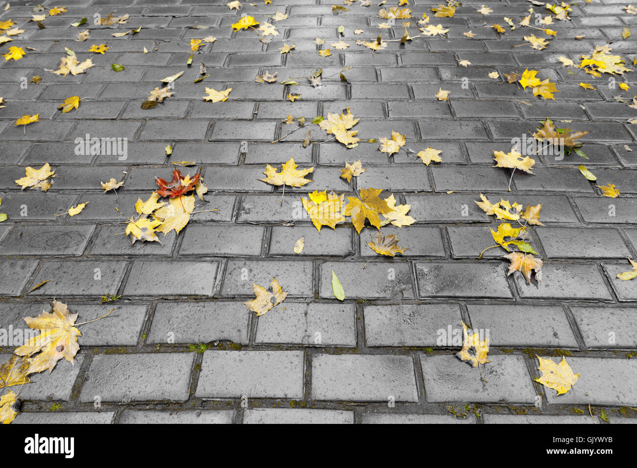 Paved sidewalk with autumn foliage Stock Photo - Alamy