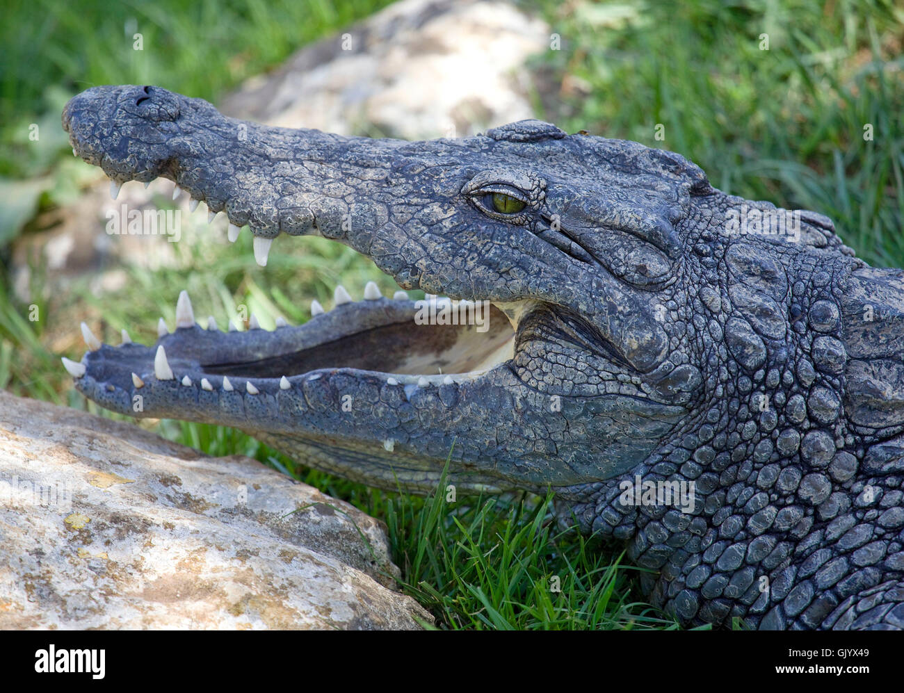Caiman alligatorid crocodilian Stock Photo