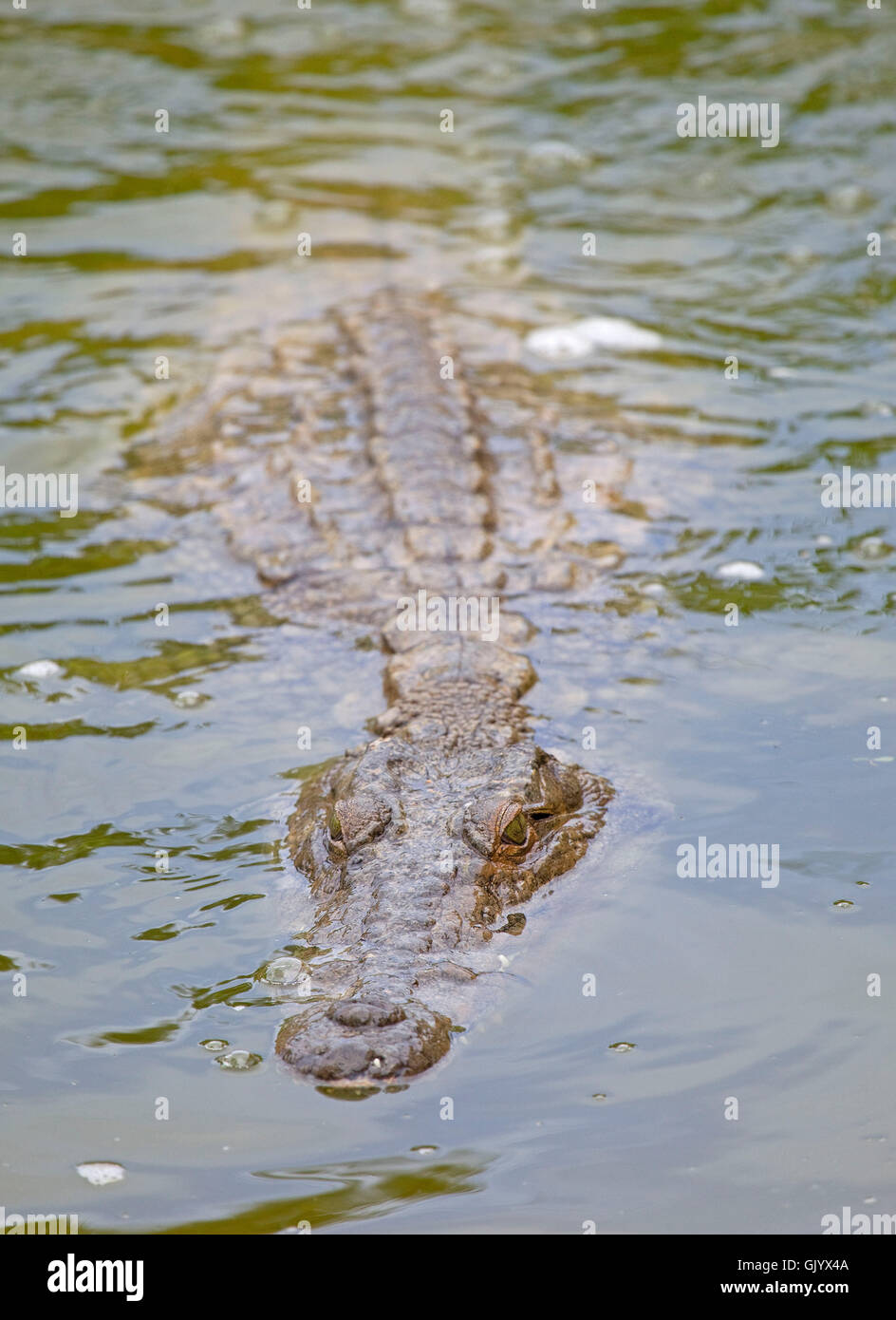 Caiman alligatorid crocodilian Stock Photo