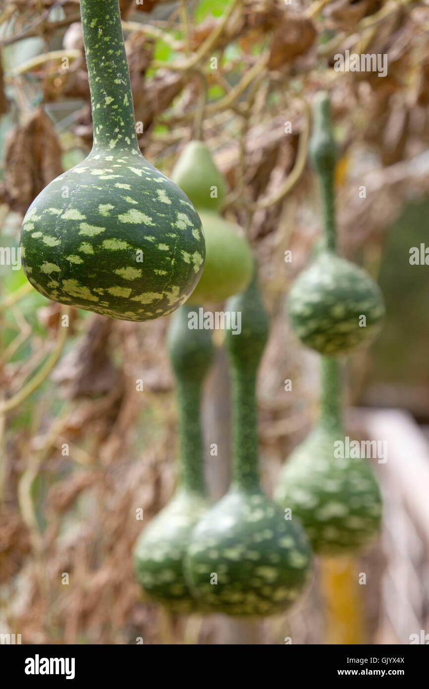 Hanging Gourd, Cucurbitaceae Stock Photo Alamy
