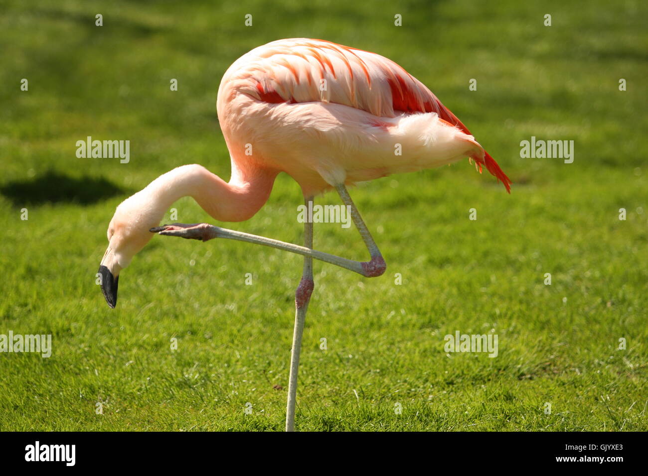 flamingo Stock Photo