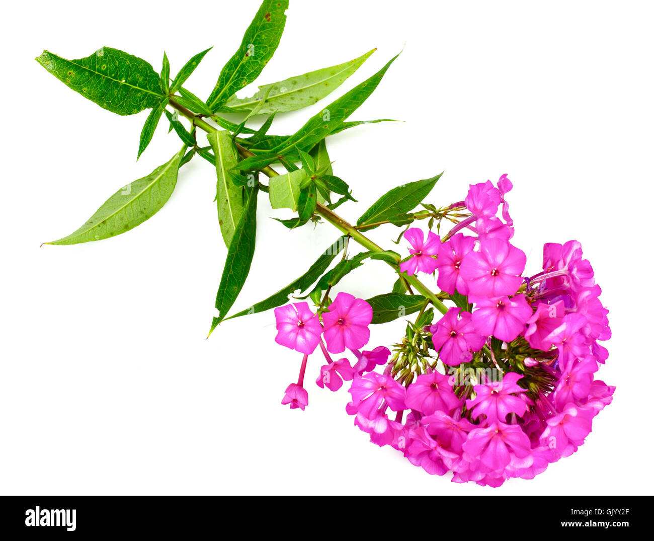 Bright Beautiful Flowers Phlox Stock Photo