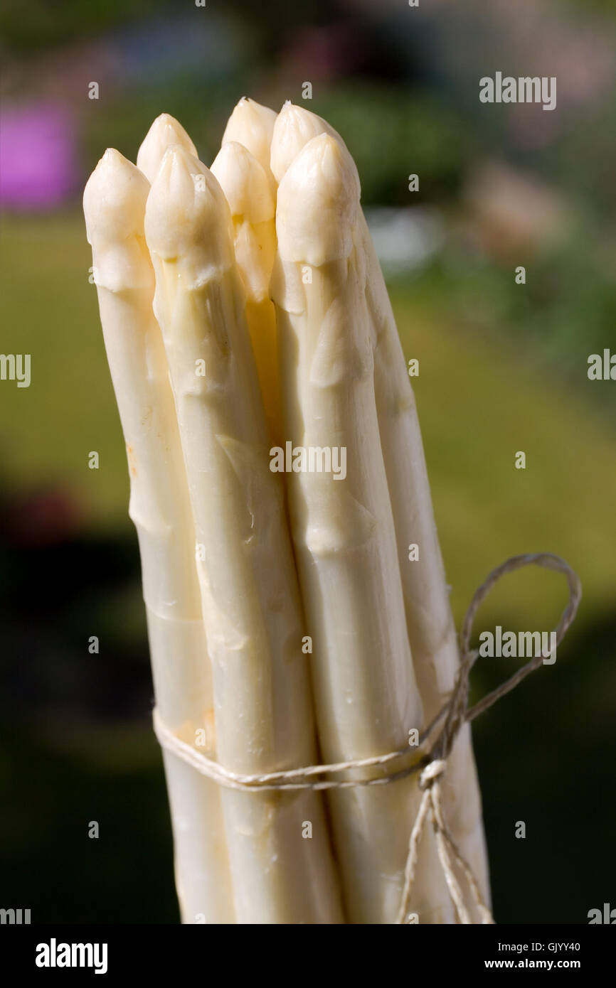 white asparagus Stock Photo