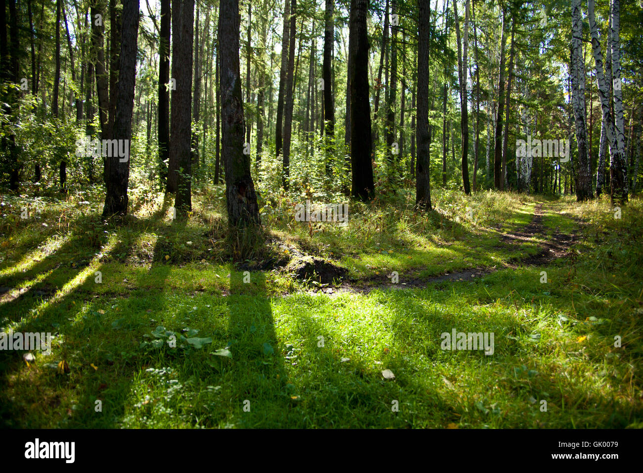 Forest landscape Stock Photo
