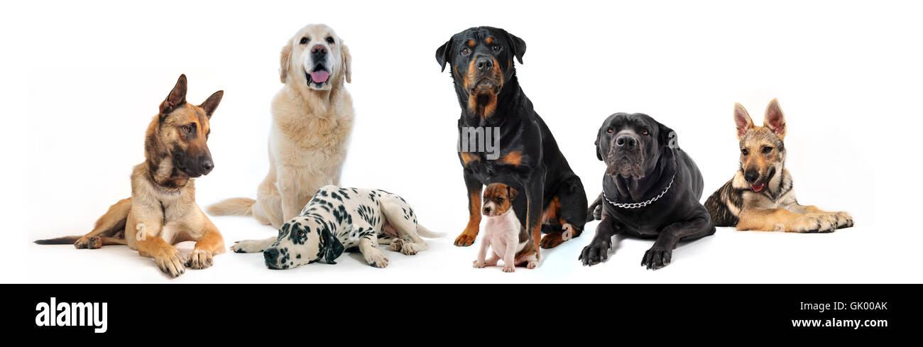 pet dog dogs Stock Photo