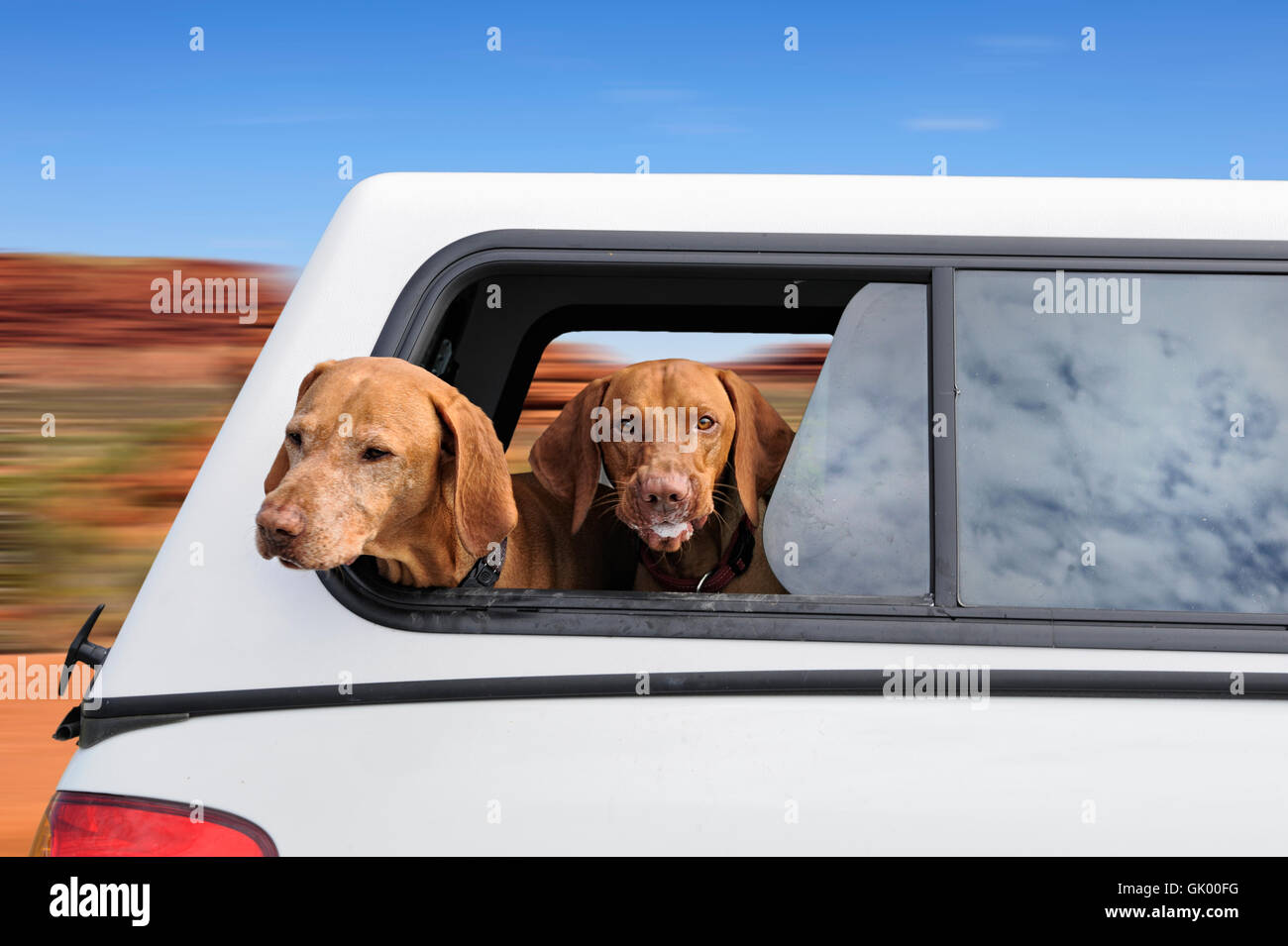 let the dogs out Stock Photo