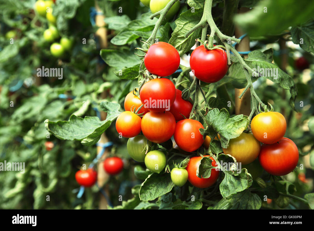 garden plant tomatoes Stock Photo