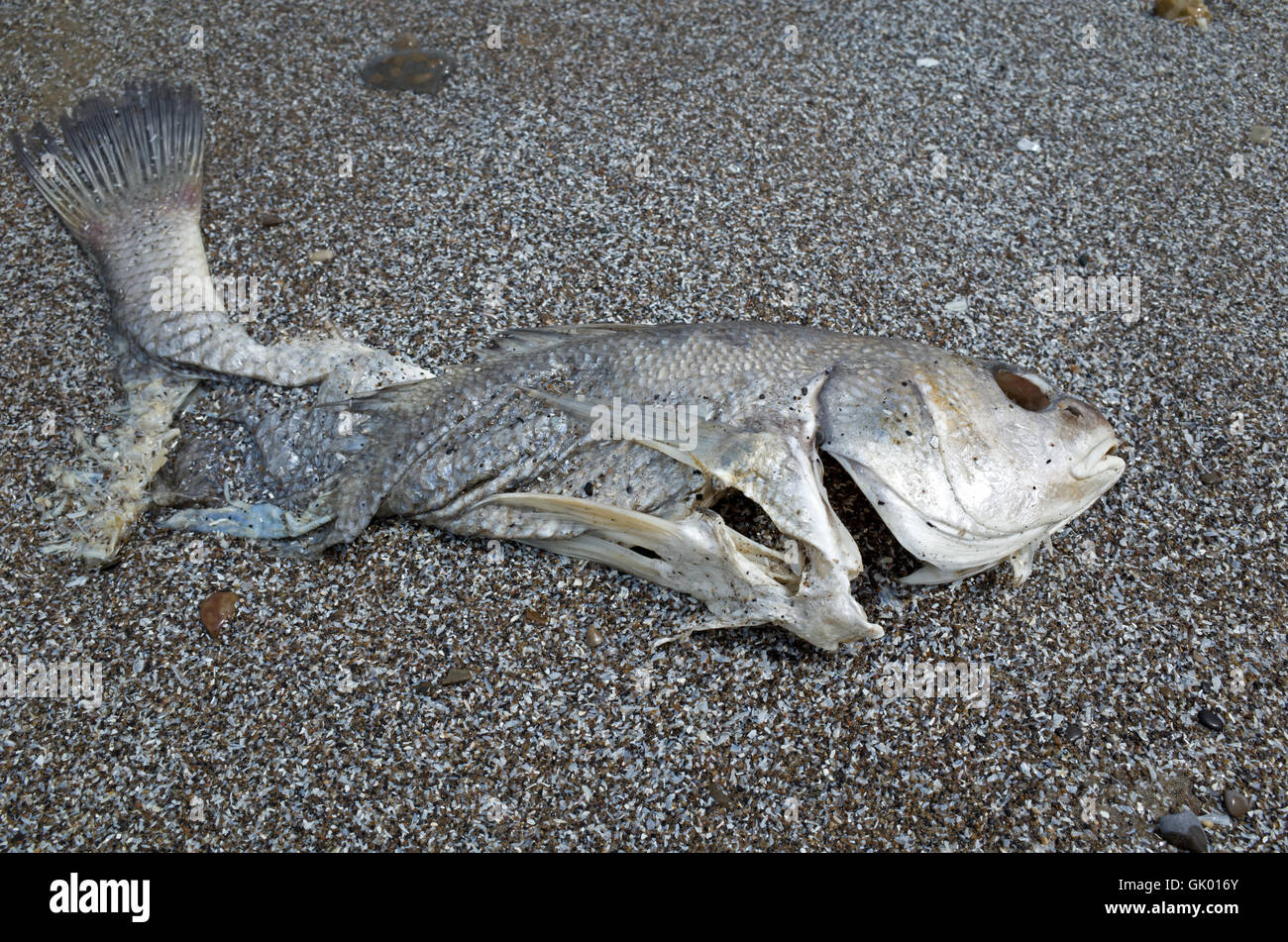 Ashtabula Teen Dies After Being Caught In Lake Erie Waves