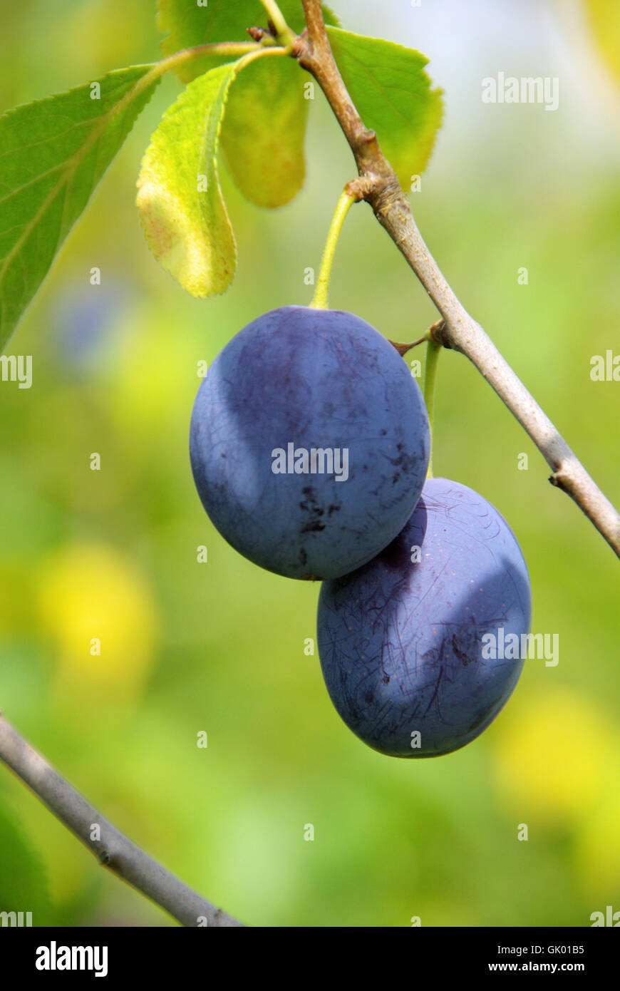 fruit cultivation harvest time Stock Photo Alamy