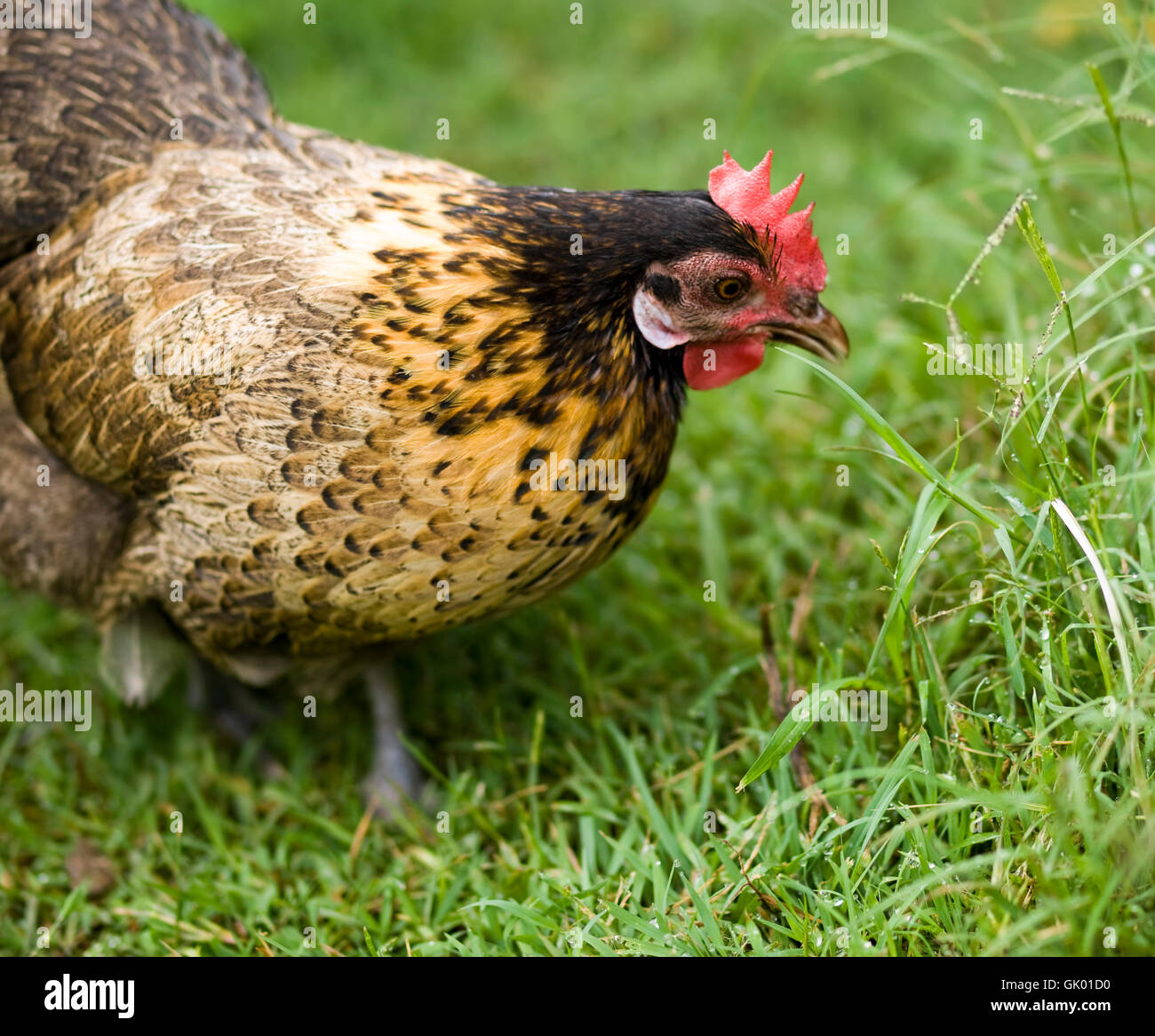 poultry chicken hen Stock Photo