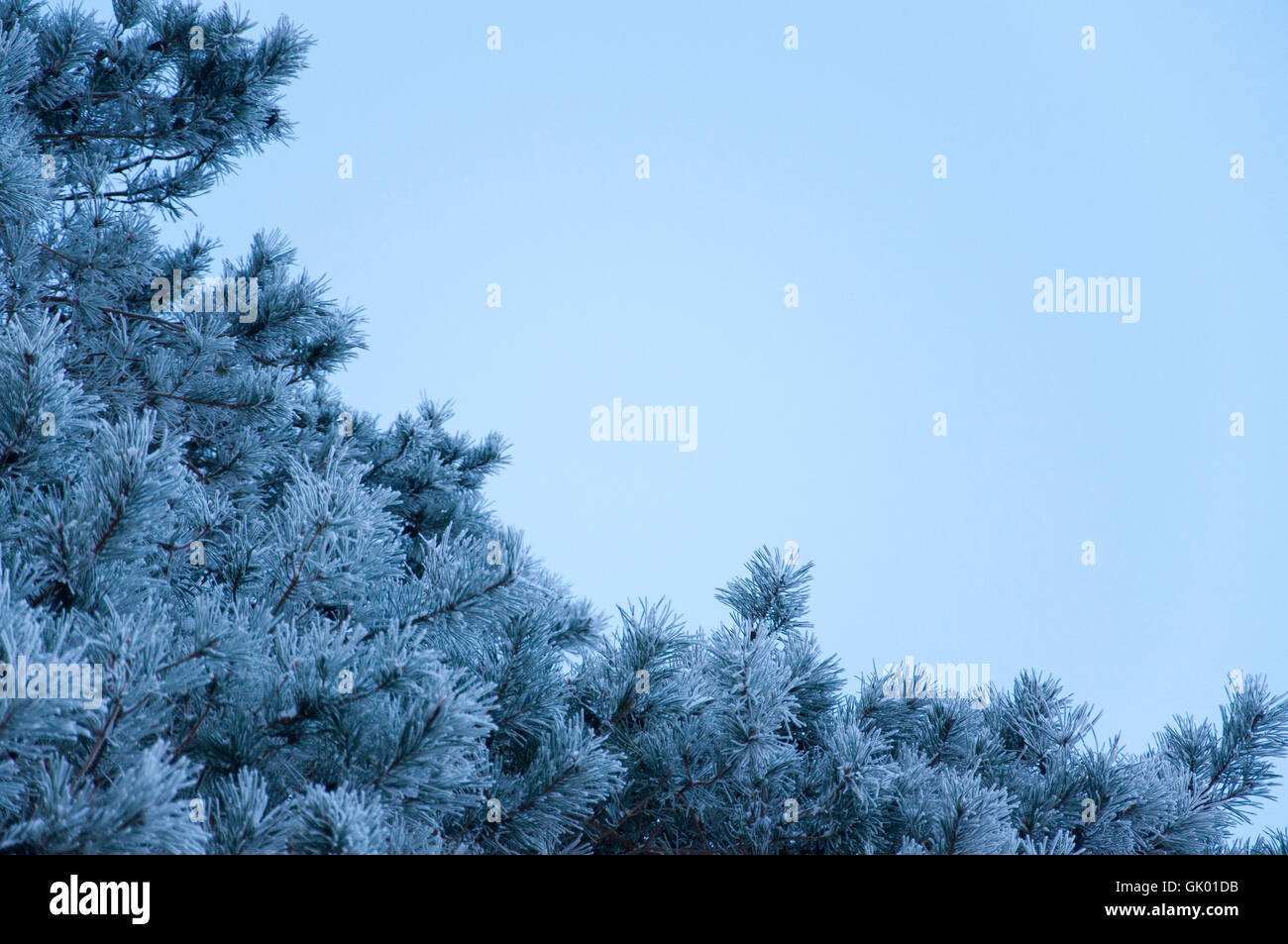 Pine Covered By A Givre Givre Stock Photos Givre Stock Images Alamy