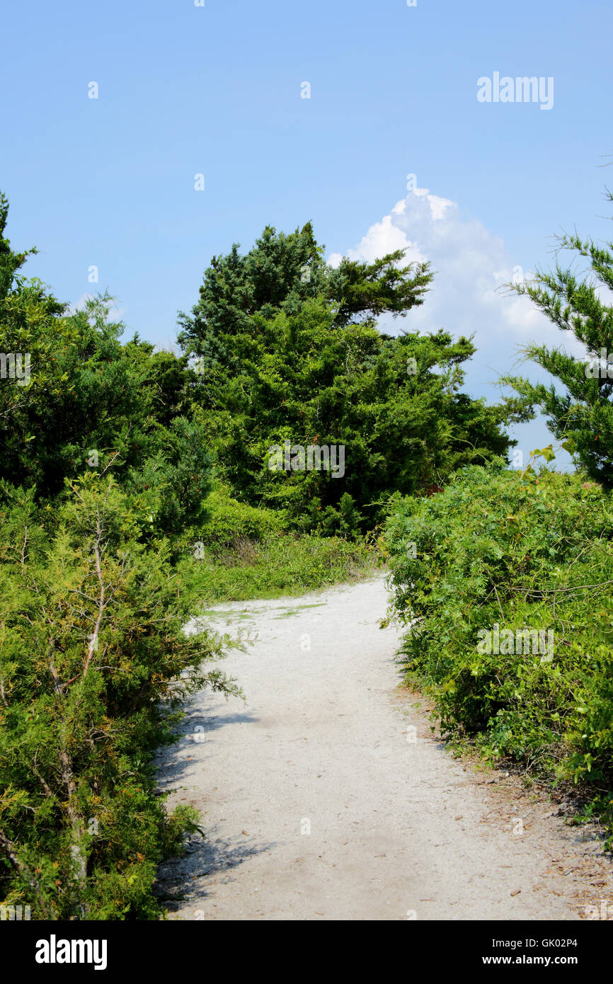 Sandy pathway through vegetation Stock Photo