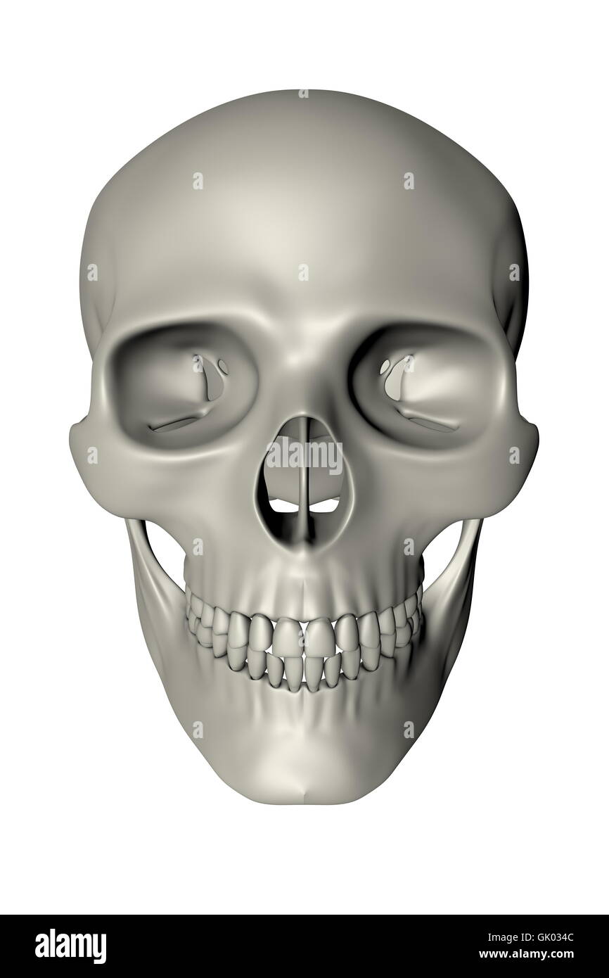Human Skull - Front View Stock Photo