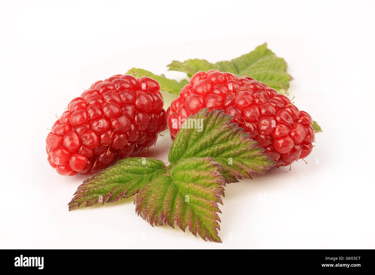 tayberry Stock Photo