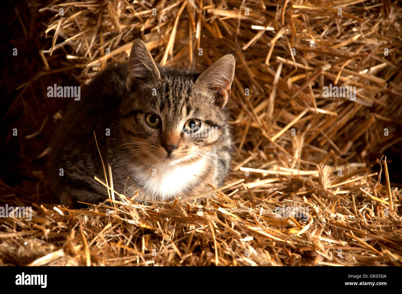 Young kitten into straw Stock Photo