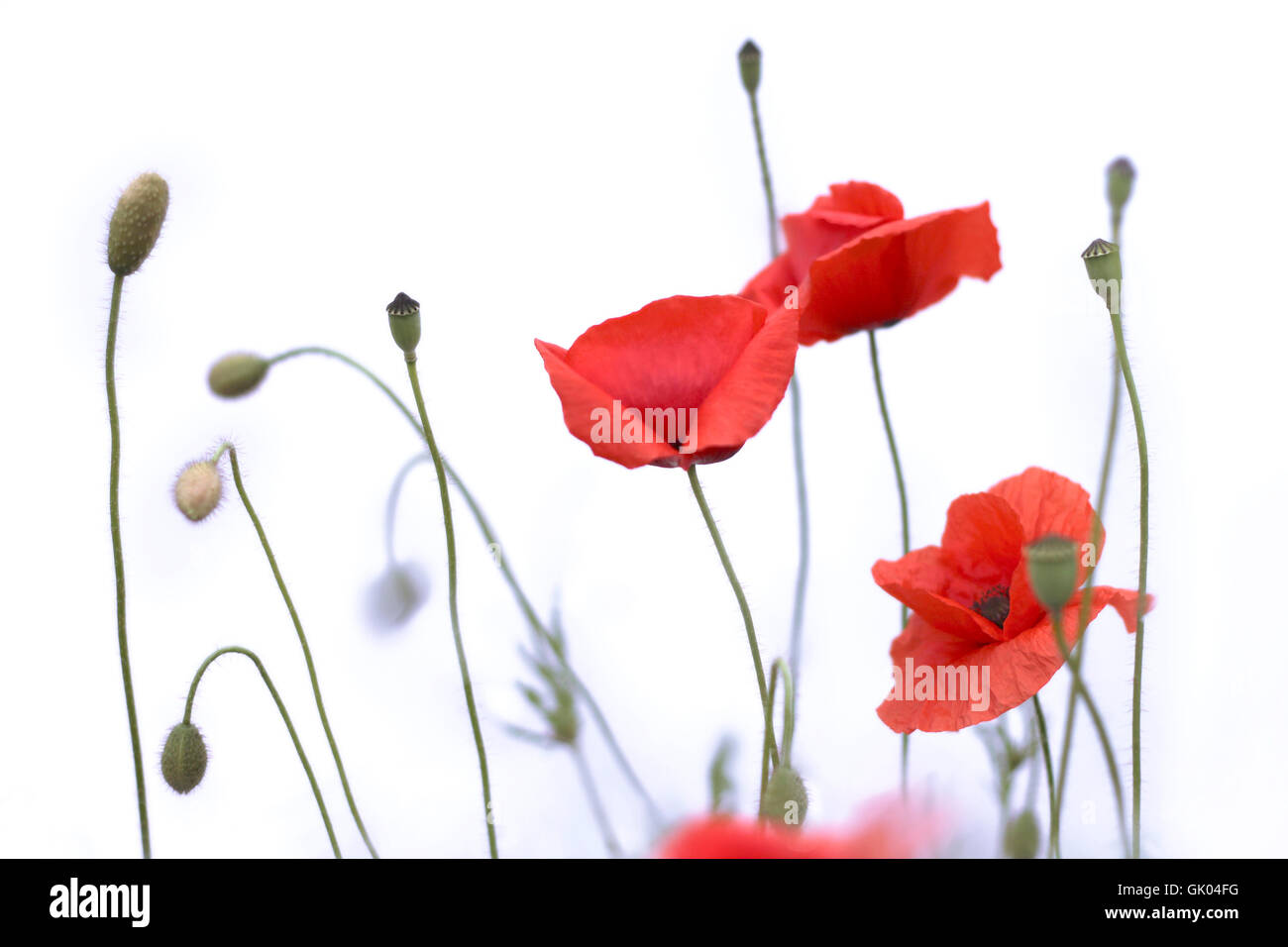 Poppies Isolated High Resolution Stock Photography and Images - Alamy