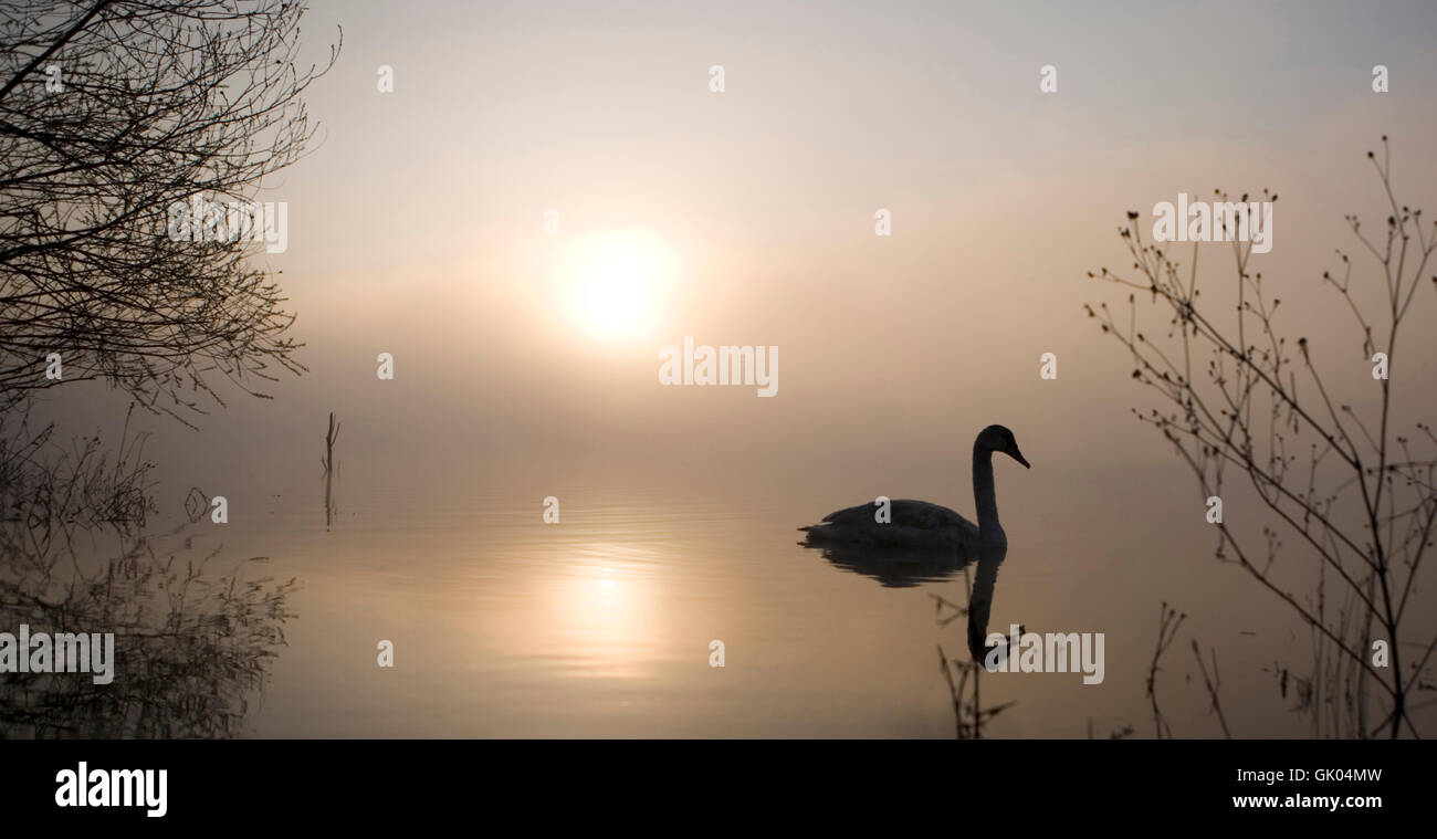Morning mood in the lake hi-res stock photography and images - Alamy