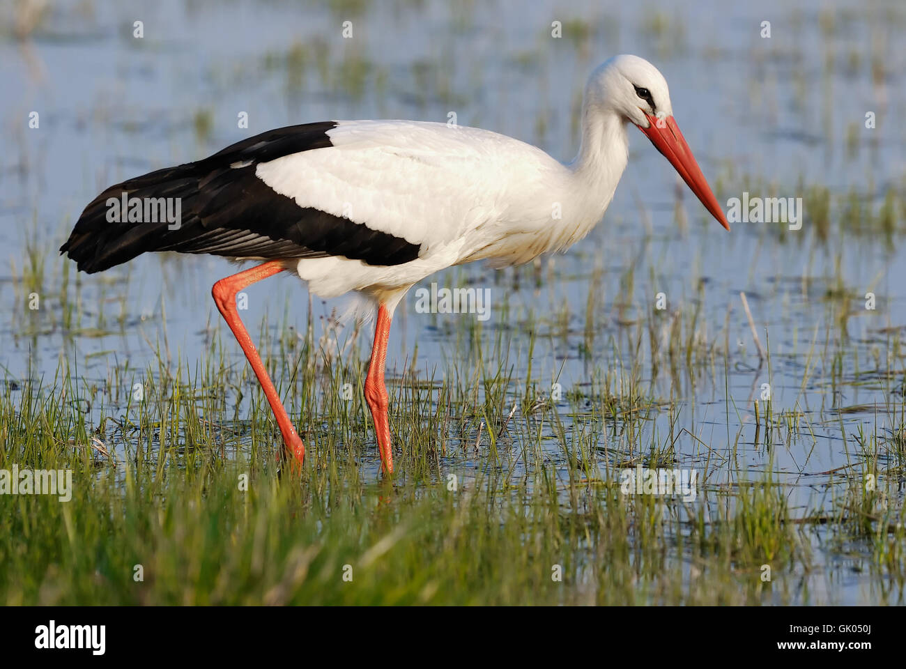 stork foraging Stock Photo