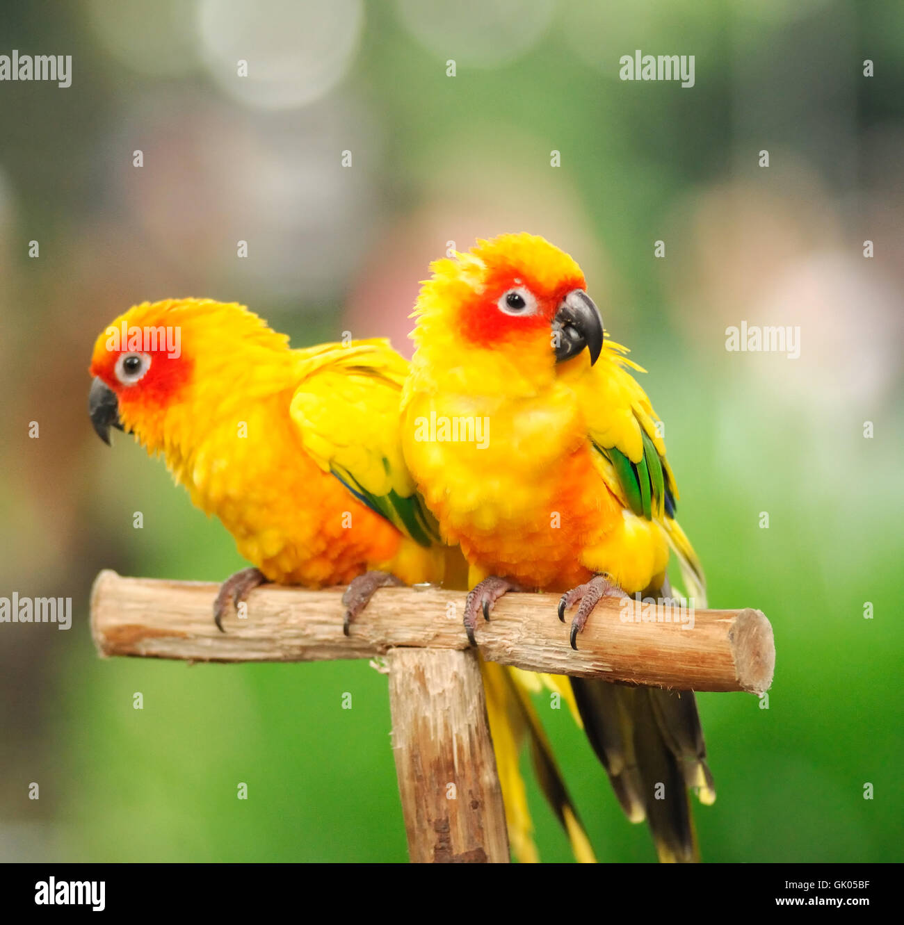 parrot beautiful beauteously Stock Photo