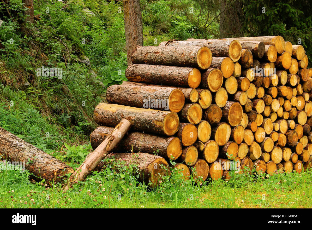 woodpile stack of wood 26 Stock Photo Alamy