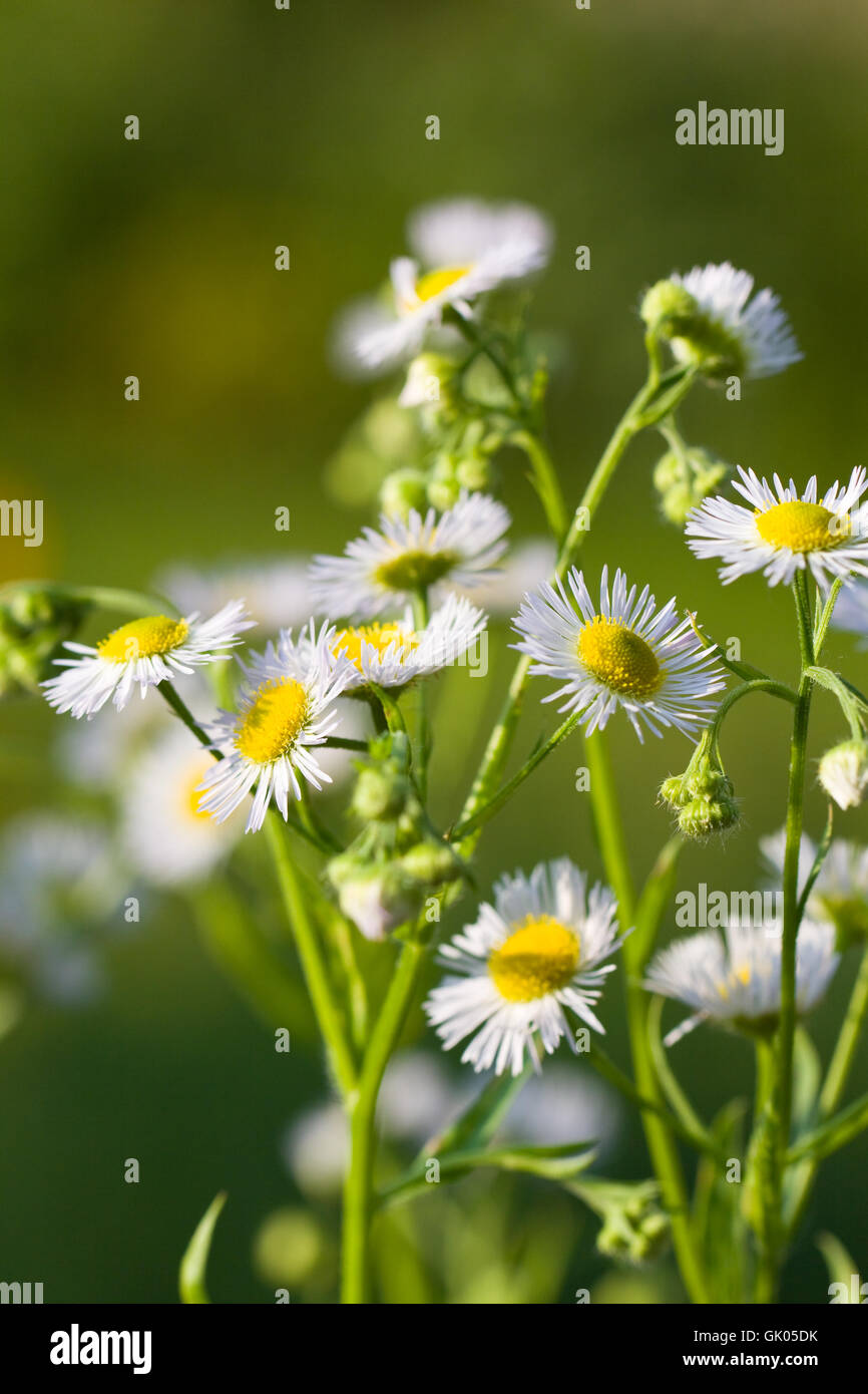 young daisies in summer,closeup Stock Photo Alamy