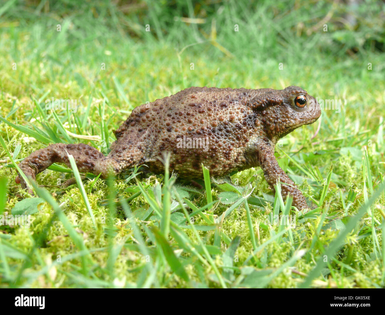 common toad Stock Photo