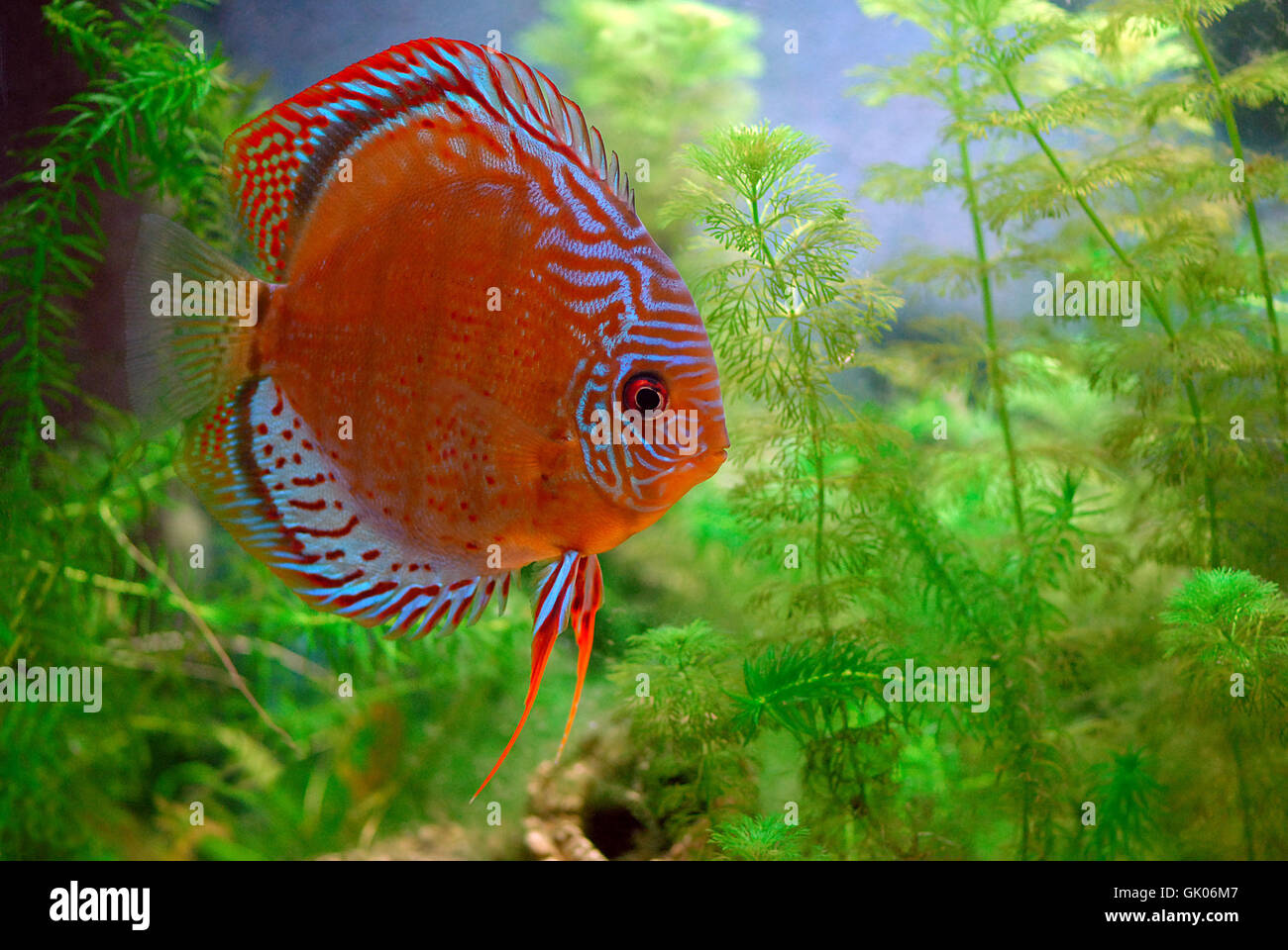 tomboy discus (red spotted tefe) Stock Photo