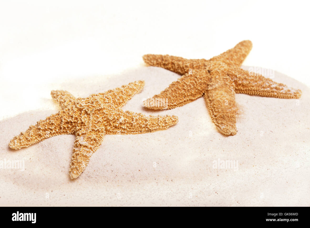 starfish isolated on white Stock Photo