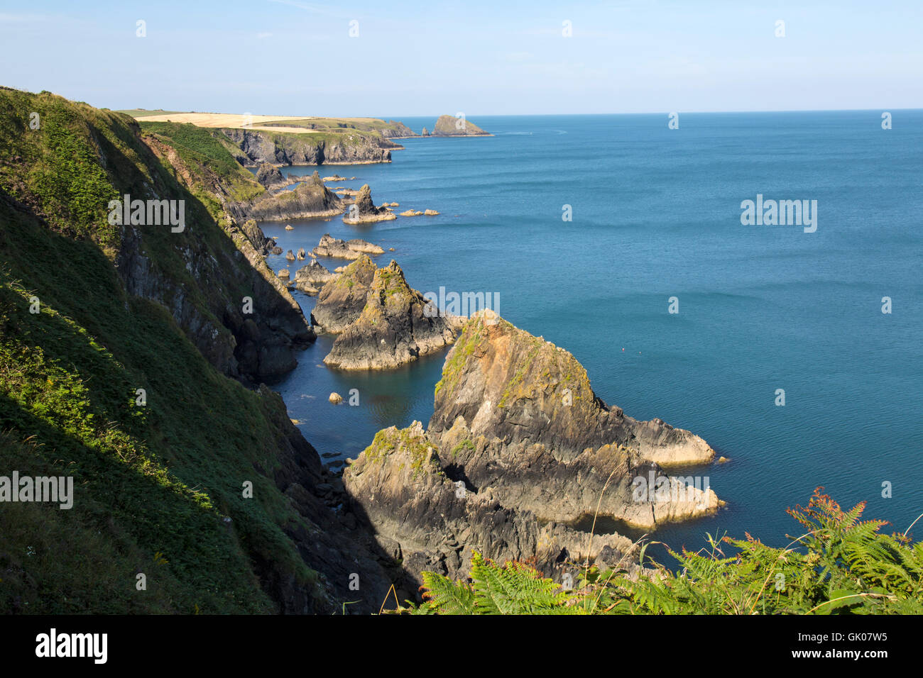 Sea cliffs and stacks visible on the Pembrokeshire Coat Path in South ...
