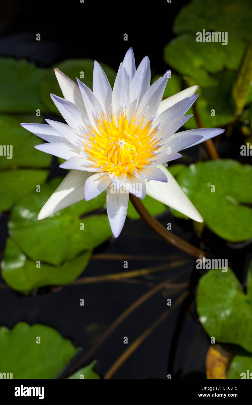 Lotus flower thailand hi-res stock photography and images - Alamy