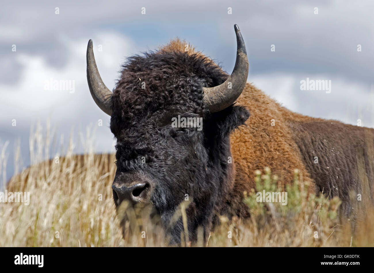 Buffalo in the grass at Yellowstone Park. Bison or buffalo are large, even-toed ungulates. Stock Photo