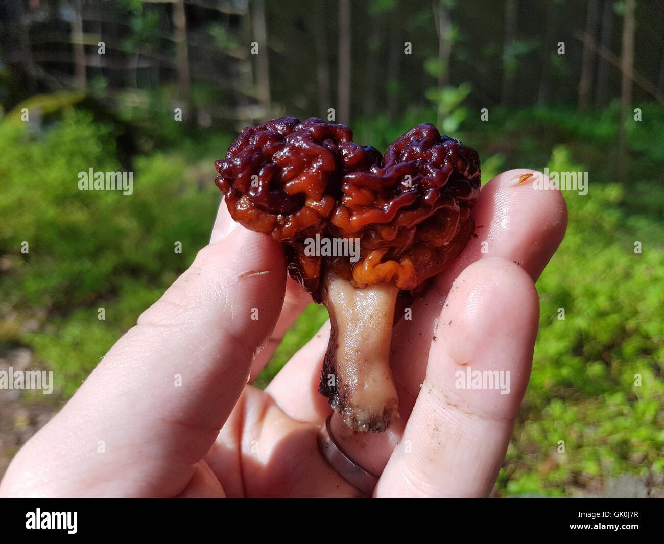 False morel or brain mushroom, Gyromitra esculenta, between fingers on a hand Stock Photo