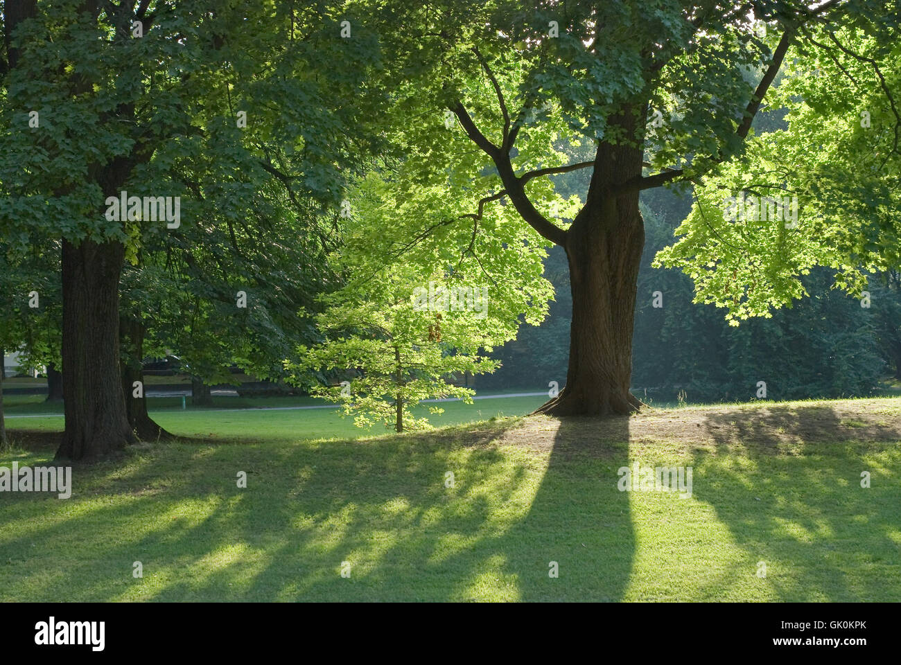 tree trees shine Stock Photo