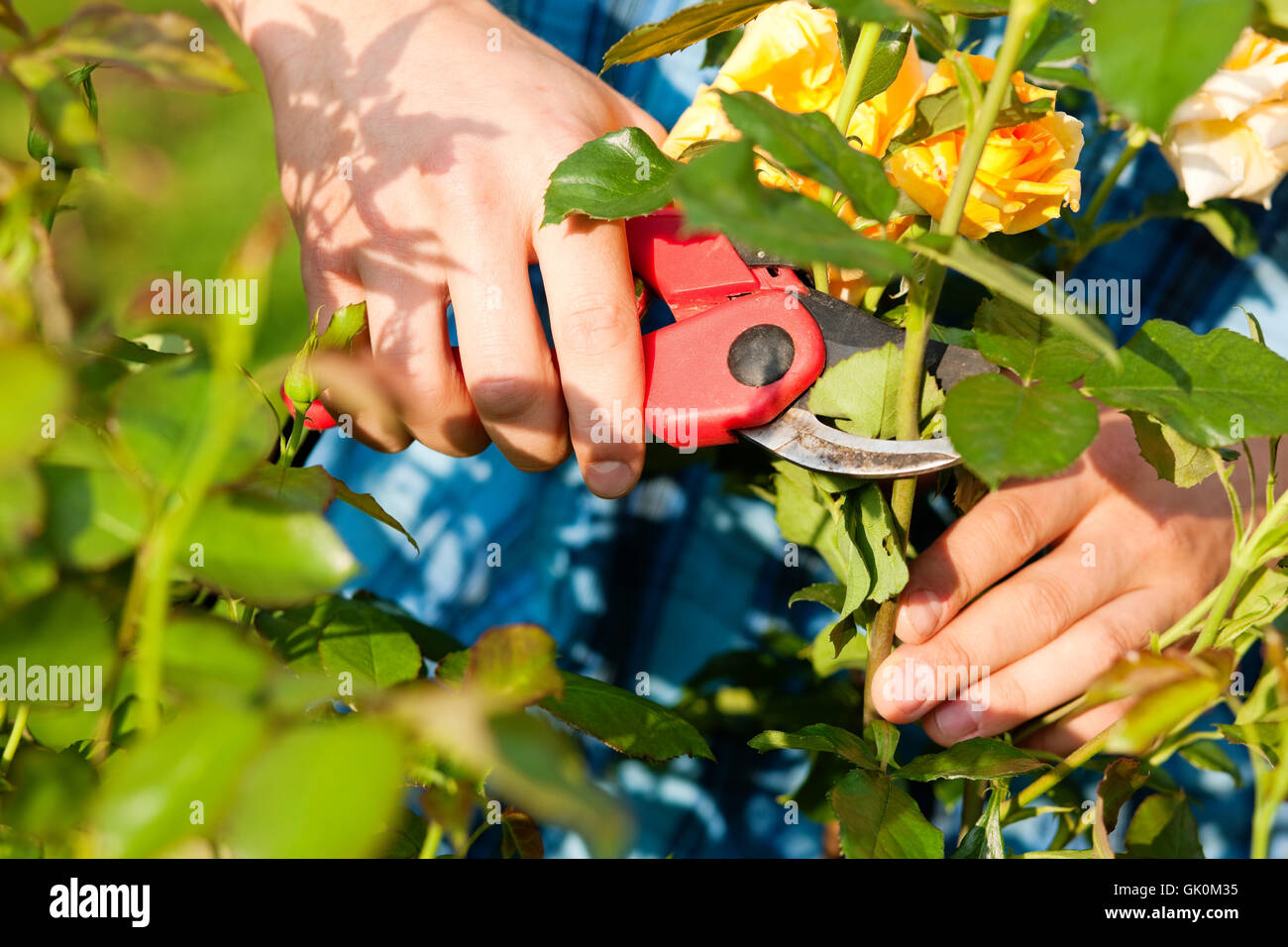 Cutting flowers allotment hires stock photography and images Alamy