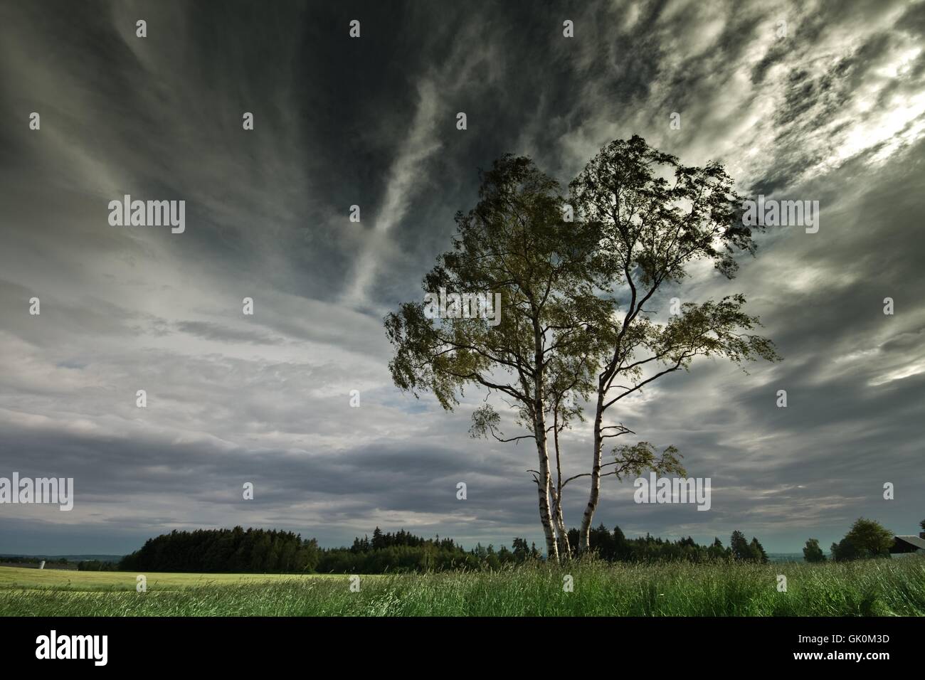 tree thunder-storm meadow Stock Photo