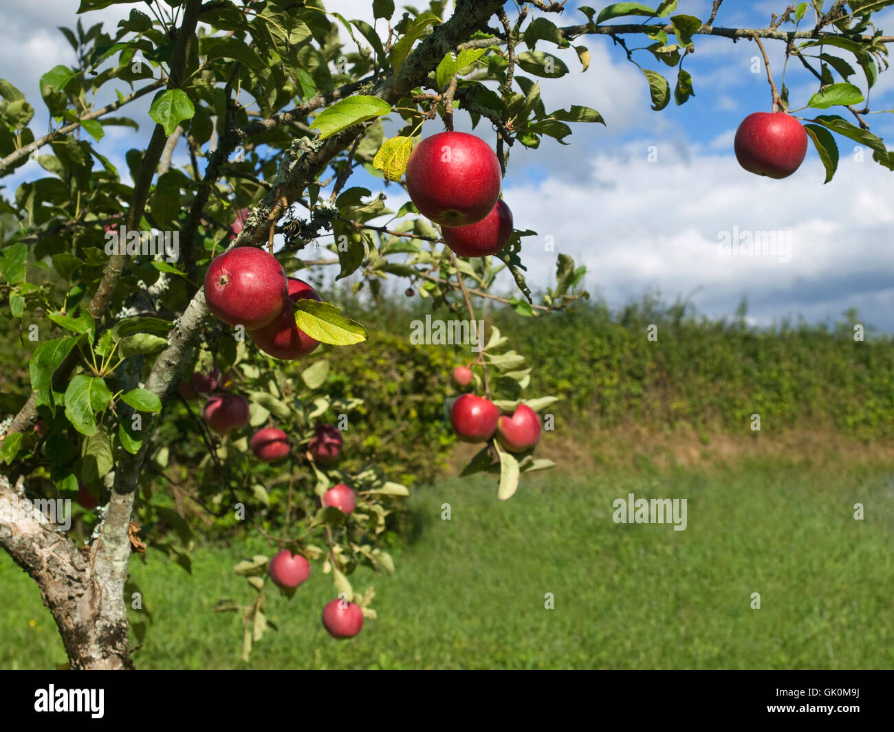 Organic tree paint hi-res stock photography and images - Alamy